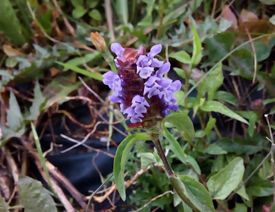 [At the top of the stem of this low-to-the-ground plant is a magenta-purple cone-shaped structure. Tiny purple blooms are scattered in an irregular pattern across the cone.]